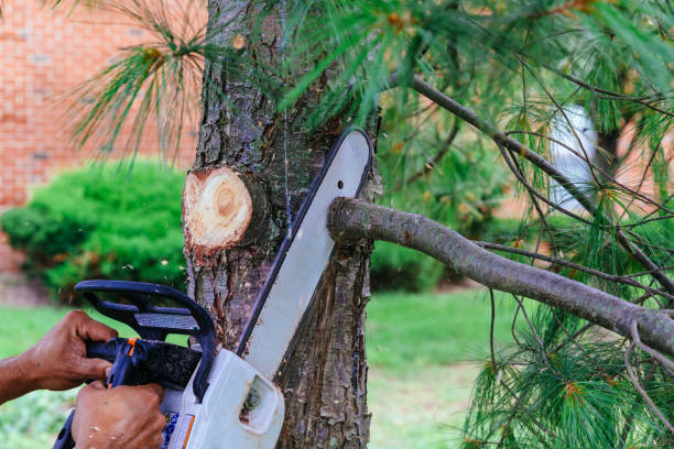 Best Tree Cutting Near Me  in Tobaccoville, NC